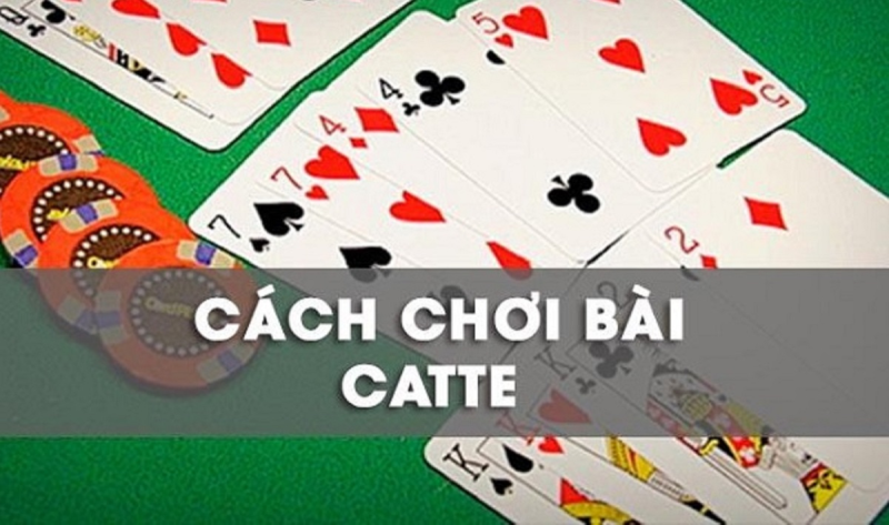 bài catte